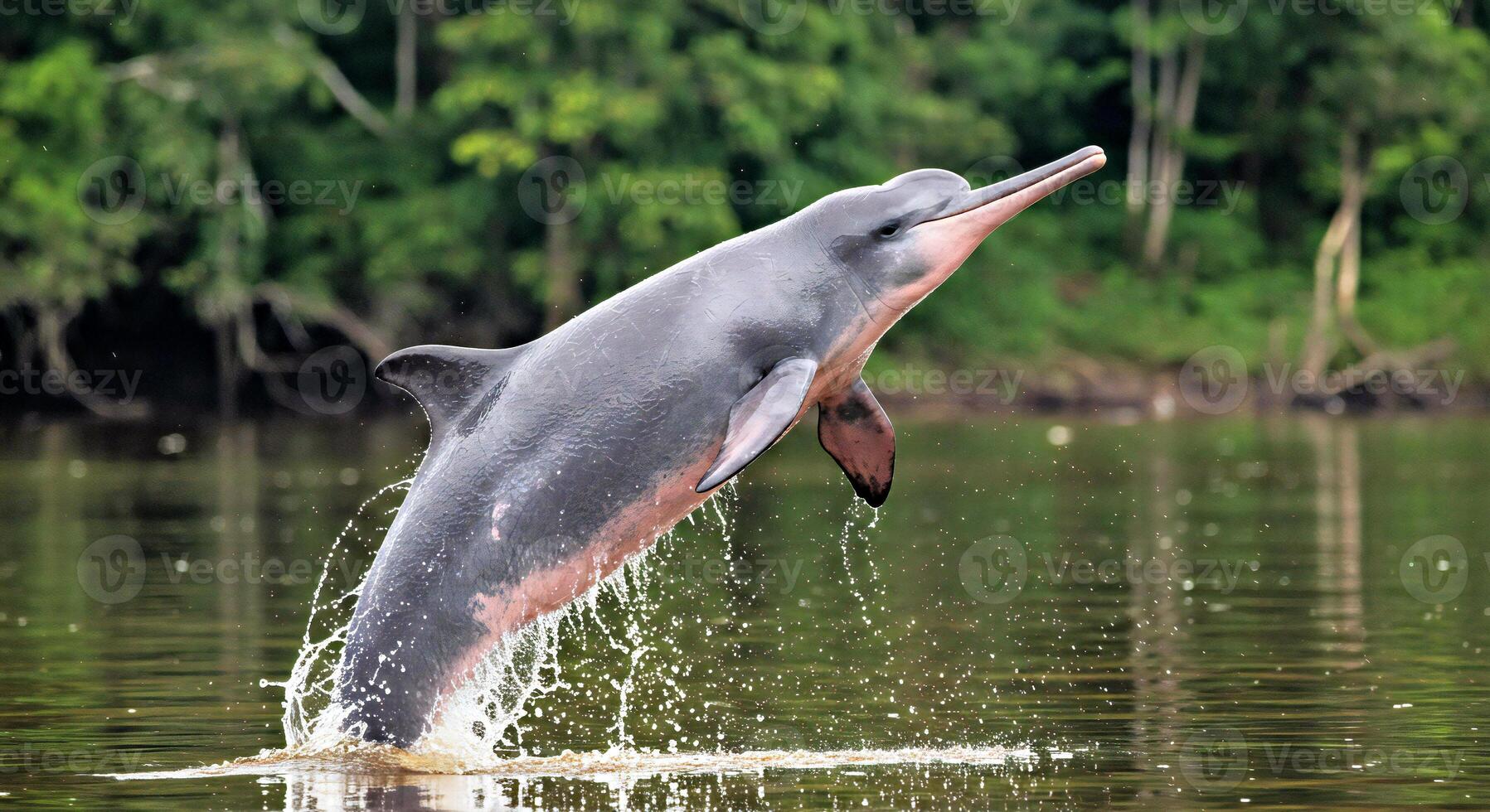 A dolphin jumping out of the water in the amazon rainforest photo