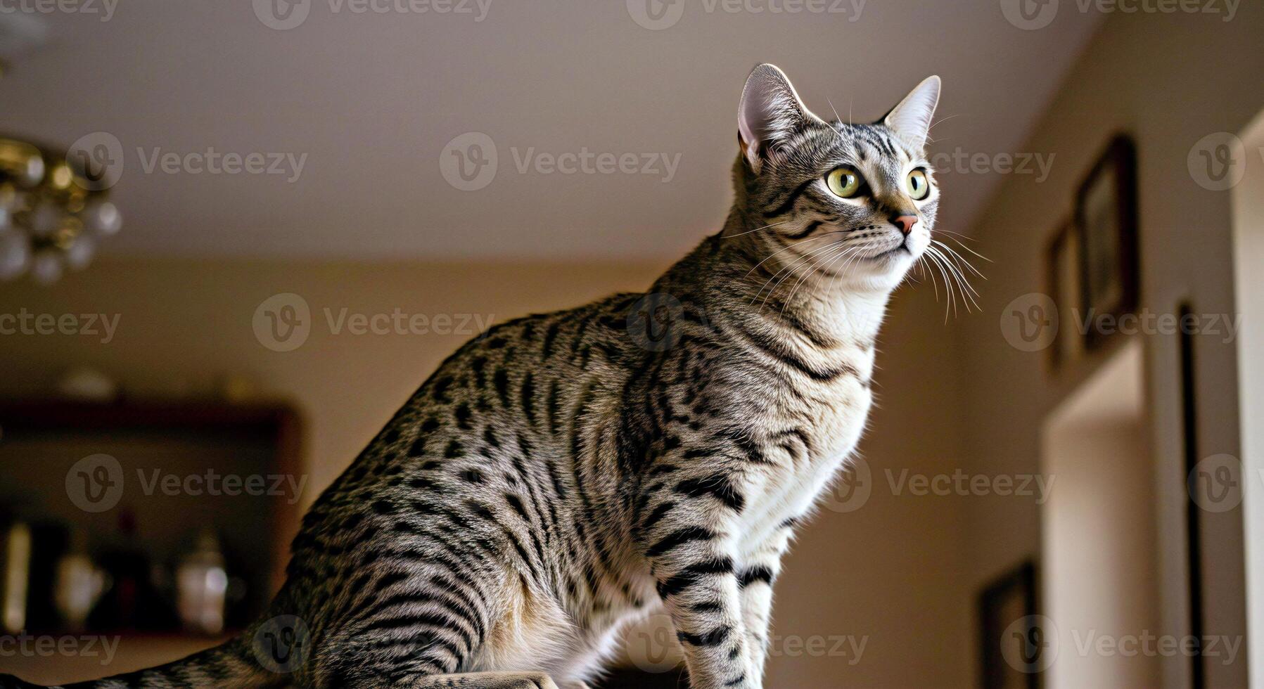 A cat sitting on a table looking out the window photo