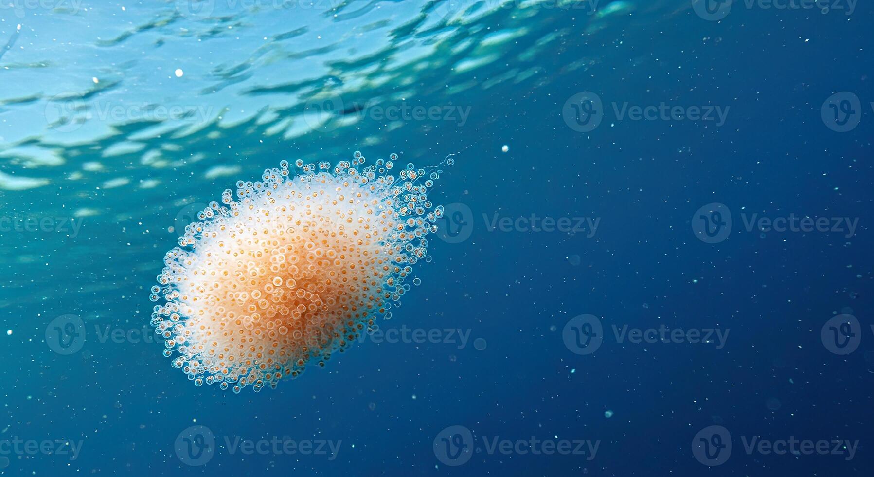 A jellyfish floating in the ocean with a large white spot photo
