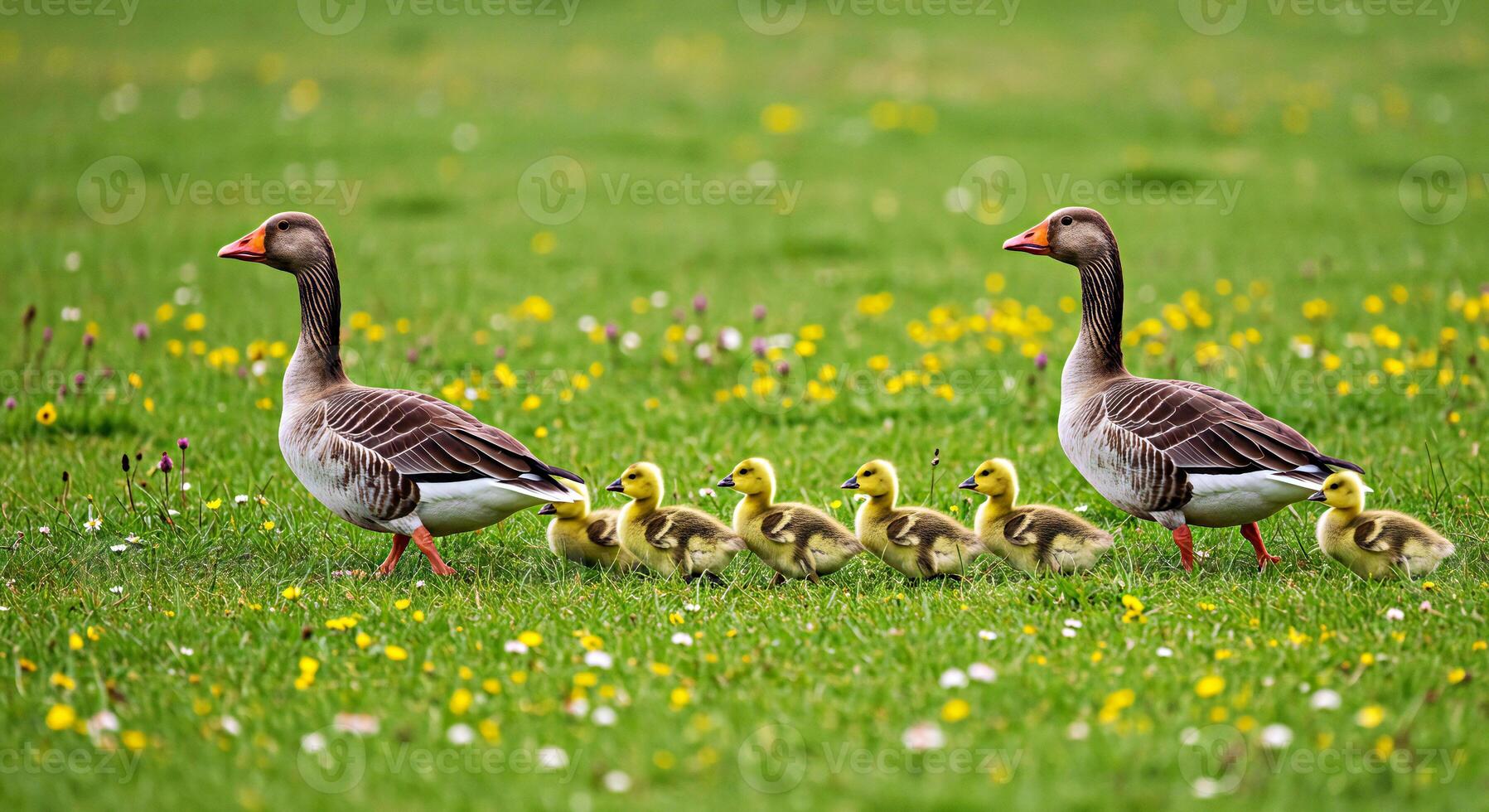 A family of ducks photo