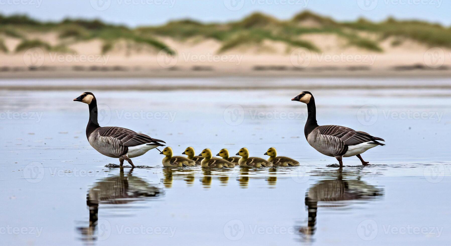 A family of geese walking on the beach photo