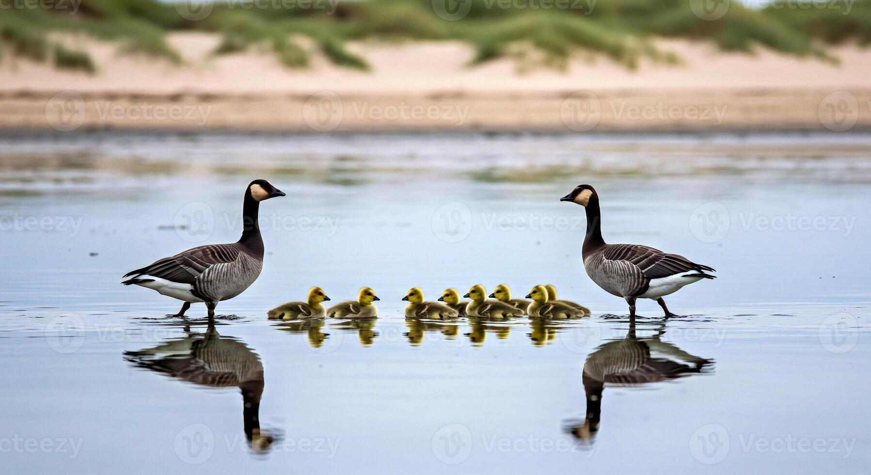 A family of geese standing in the water photo