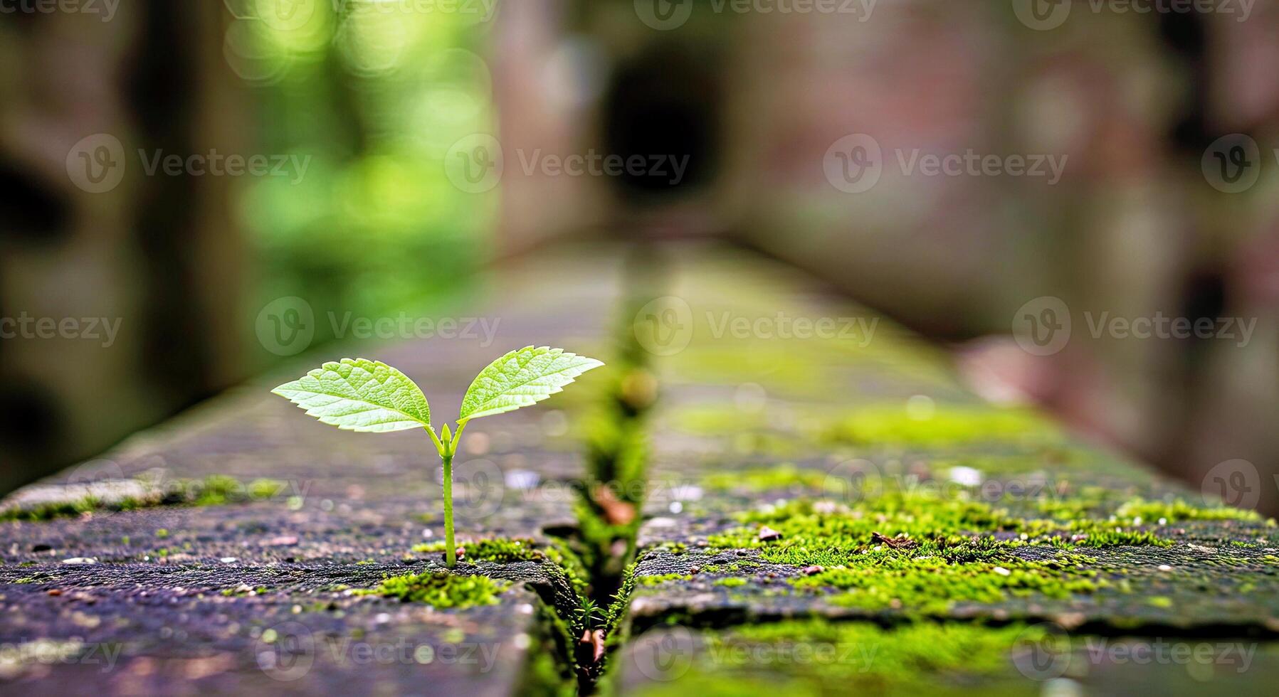 A small plant growing on a wooden plank photo