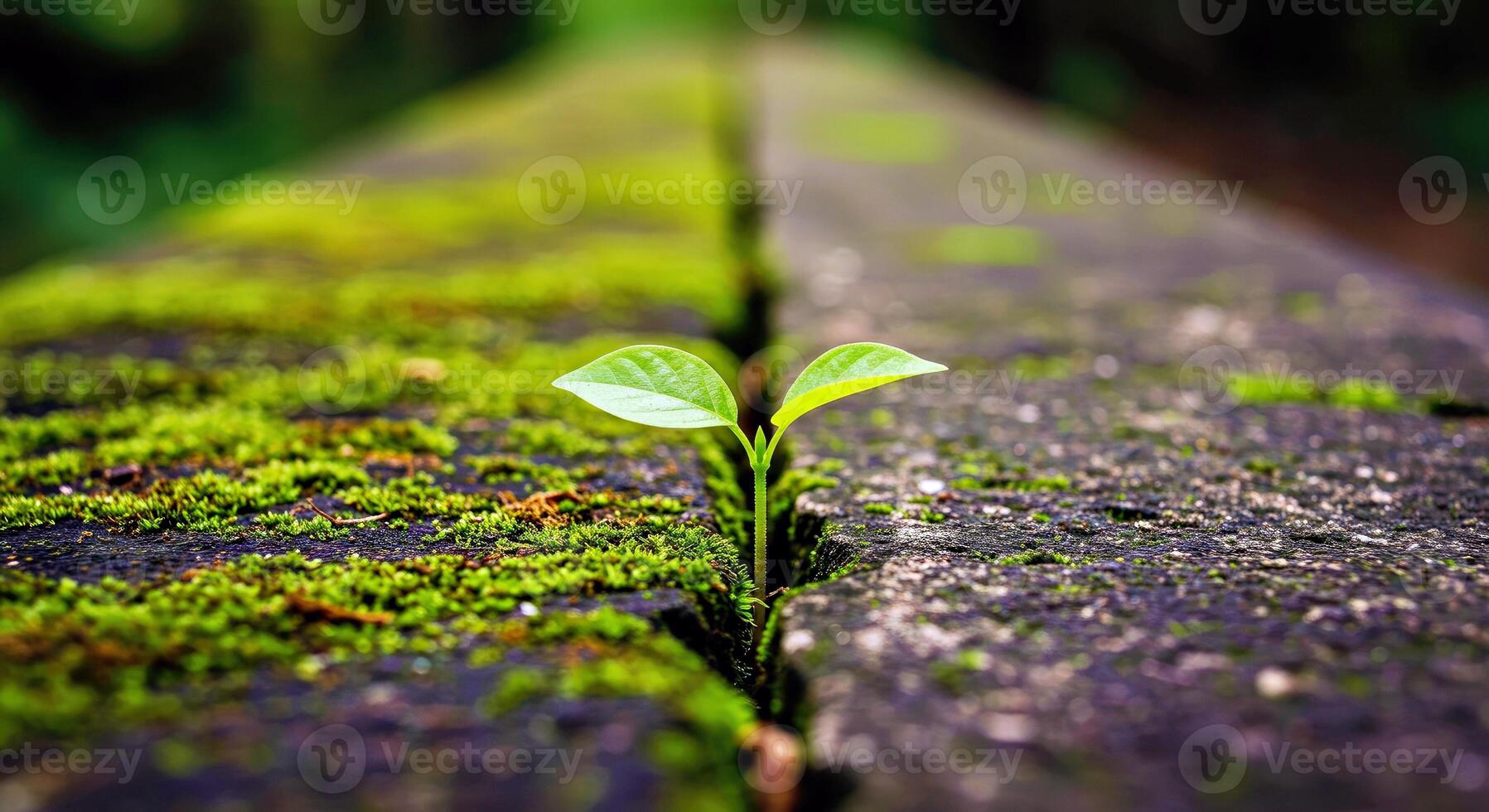 A small plant growing out of the side of a wooden bench photo