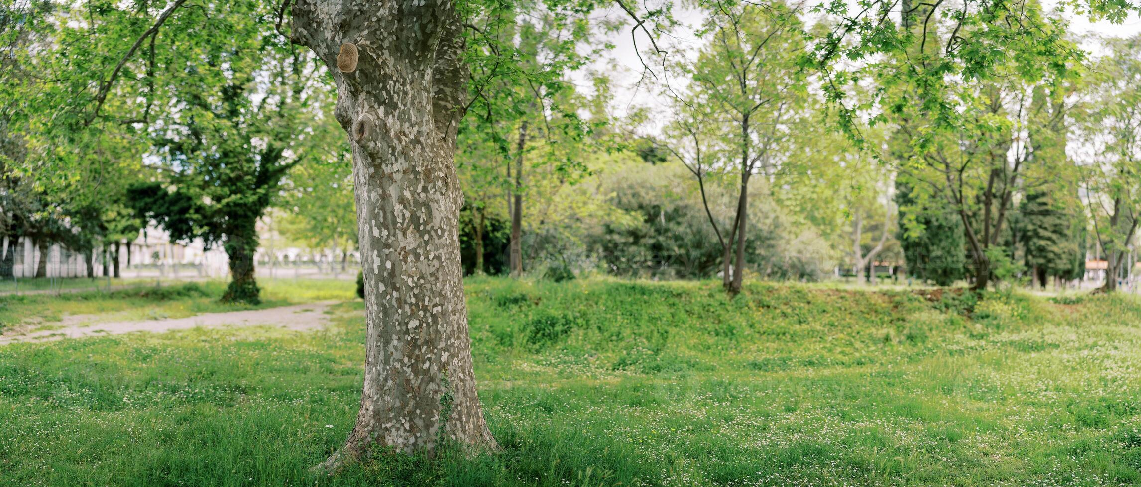 Spotted trunk of a plane tree growing on a green lawn in the park photo