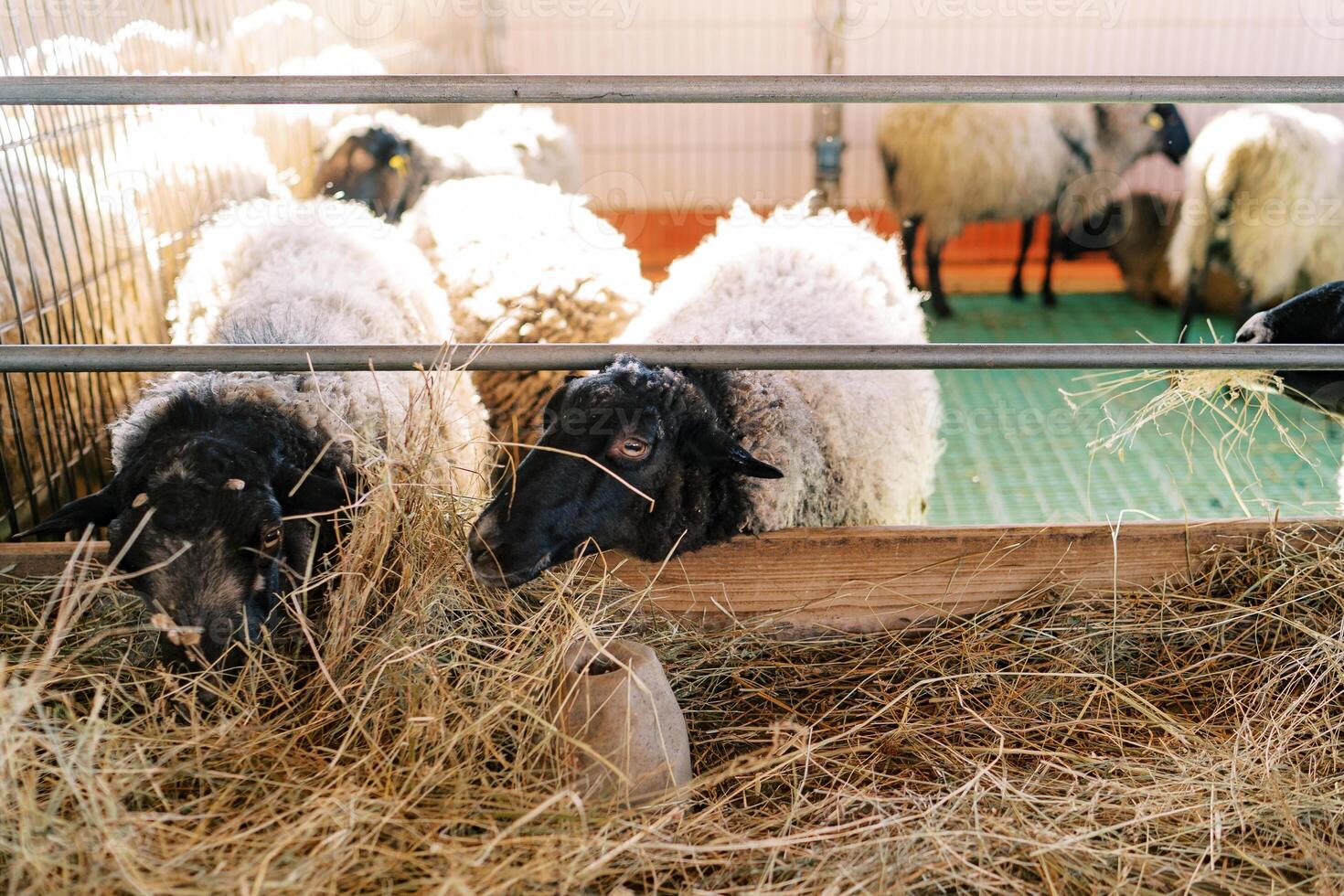 Black and white fluffy sheep eat hay, leaning out from behind the fence of the pen on the farm photo