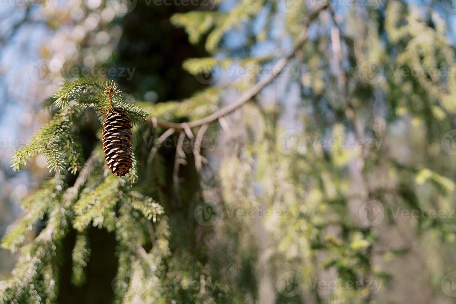 Brown cone on a fir branch in bright sunlight photo