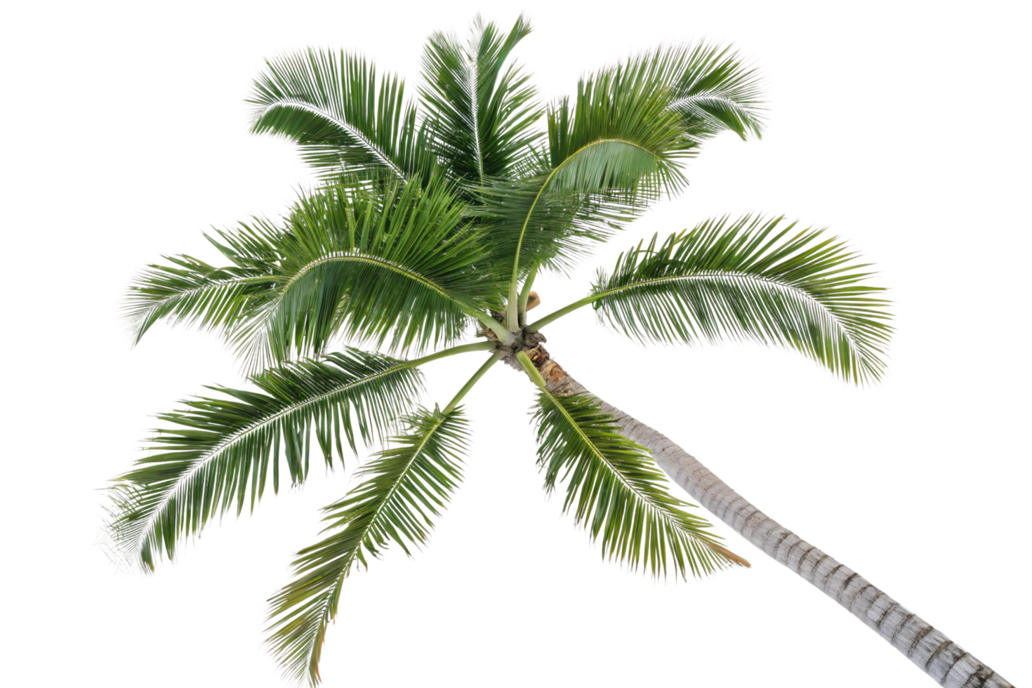 A lush vibrant green palm tree viewed from the ground, its fronds spreading symmetrically against a plain background png
