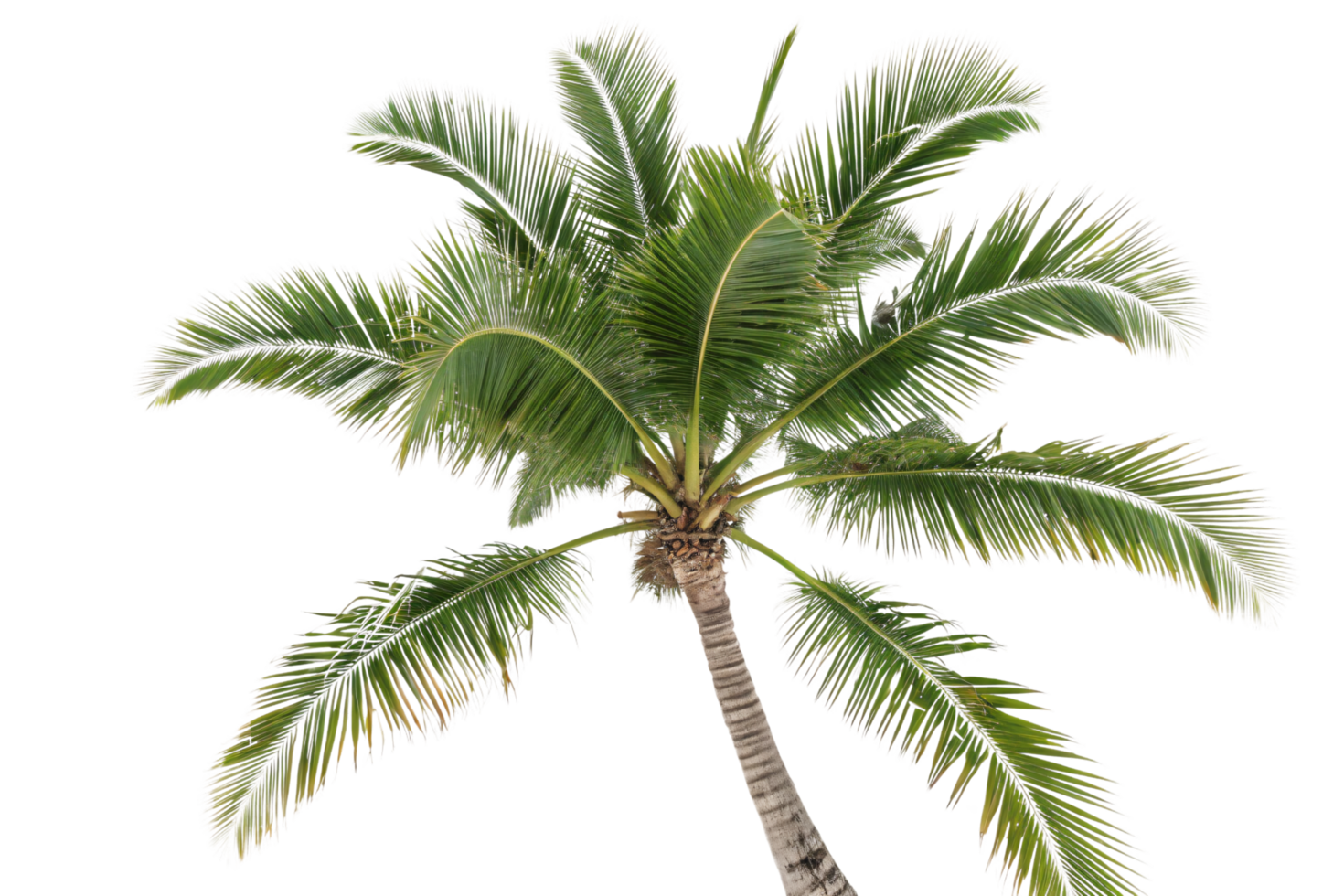 A vibrant green palm tree with detailed fronds fanning outward, captured from below, showcasing its tropical beauty png