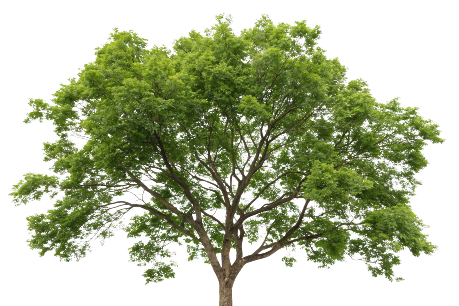 A tree with a dense, umbrella-shaped crown of vivid green foliage, supported by a sturdy trunk and well-defined branches png