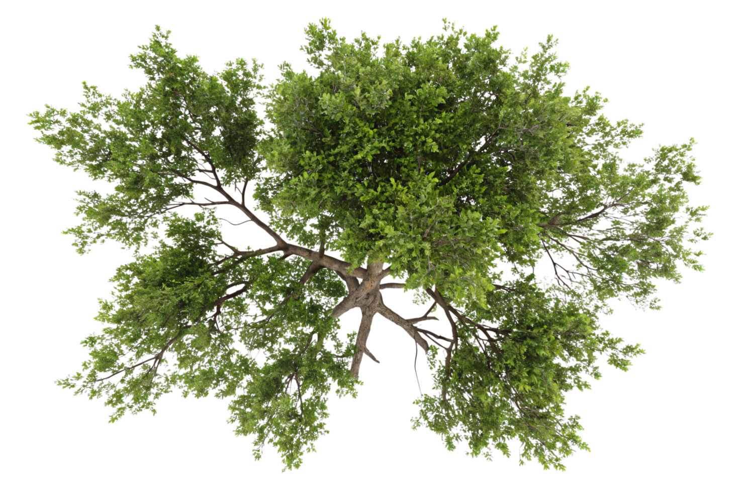 A bird-eye view of a lush tree canopy with dense, vibrant green leaves branching outward, showcasing natural symmetry and intricate branch patterns png
