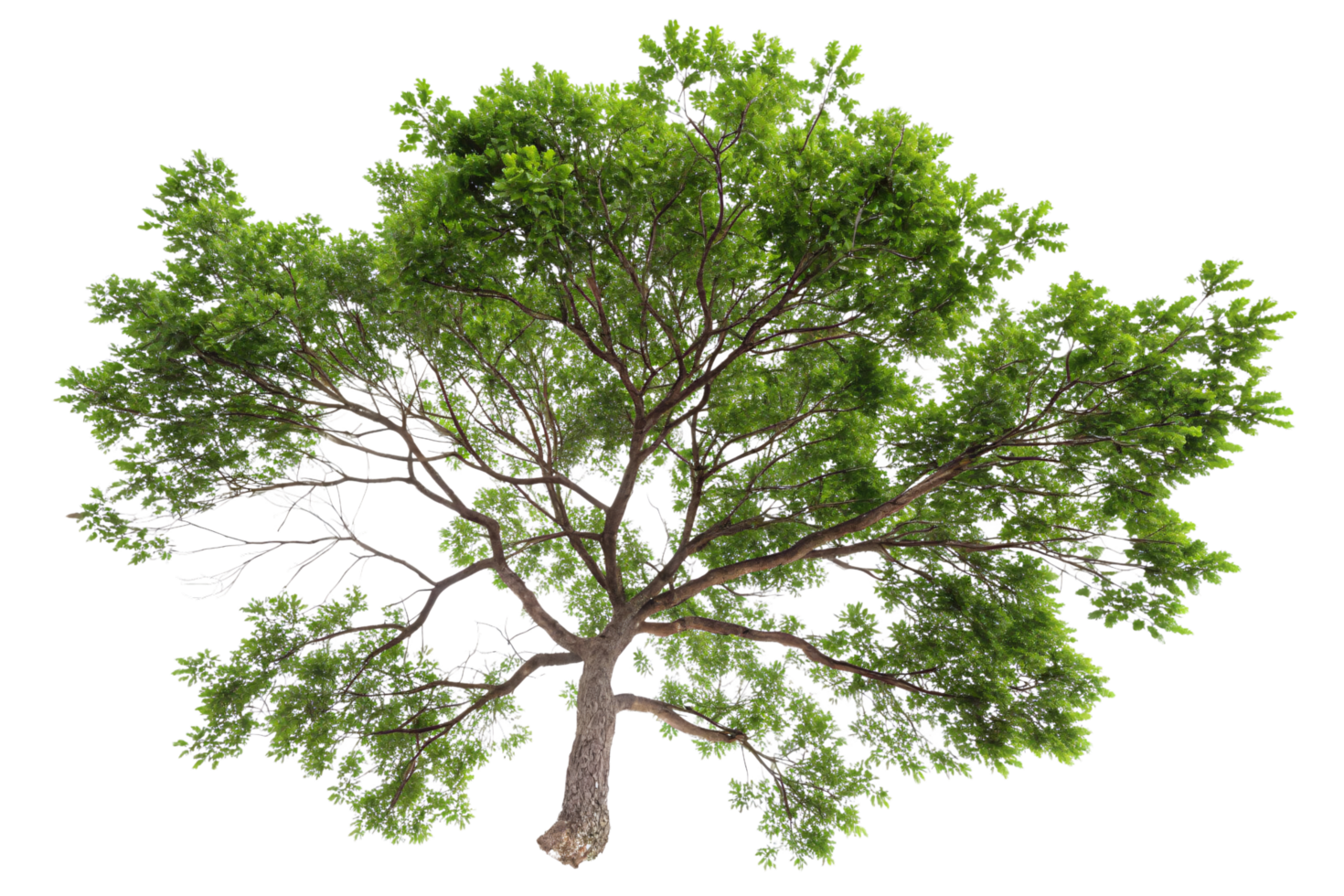 A majestic tree with green foliage and some exposed branches, emphasizing the beauty of its structure and leaf clusters png