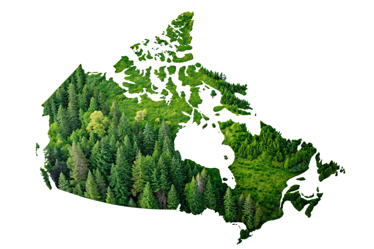 A map of Canada filled with lush evergreen trees, showcasing a dense green forest texture symbolizing the country's abundant natural resources and wilderness png