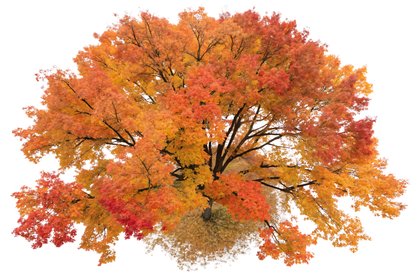 An aerial view of a tree with golden-red foliage, radiating warmth and showcasing the peak of its autumn transformation png