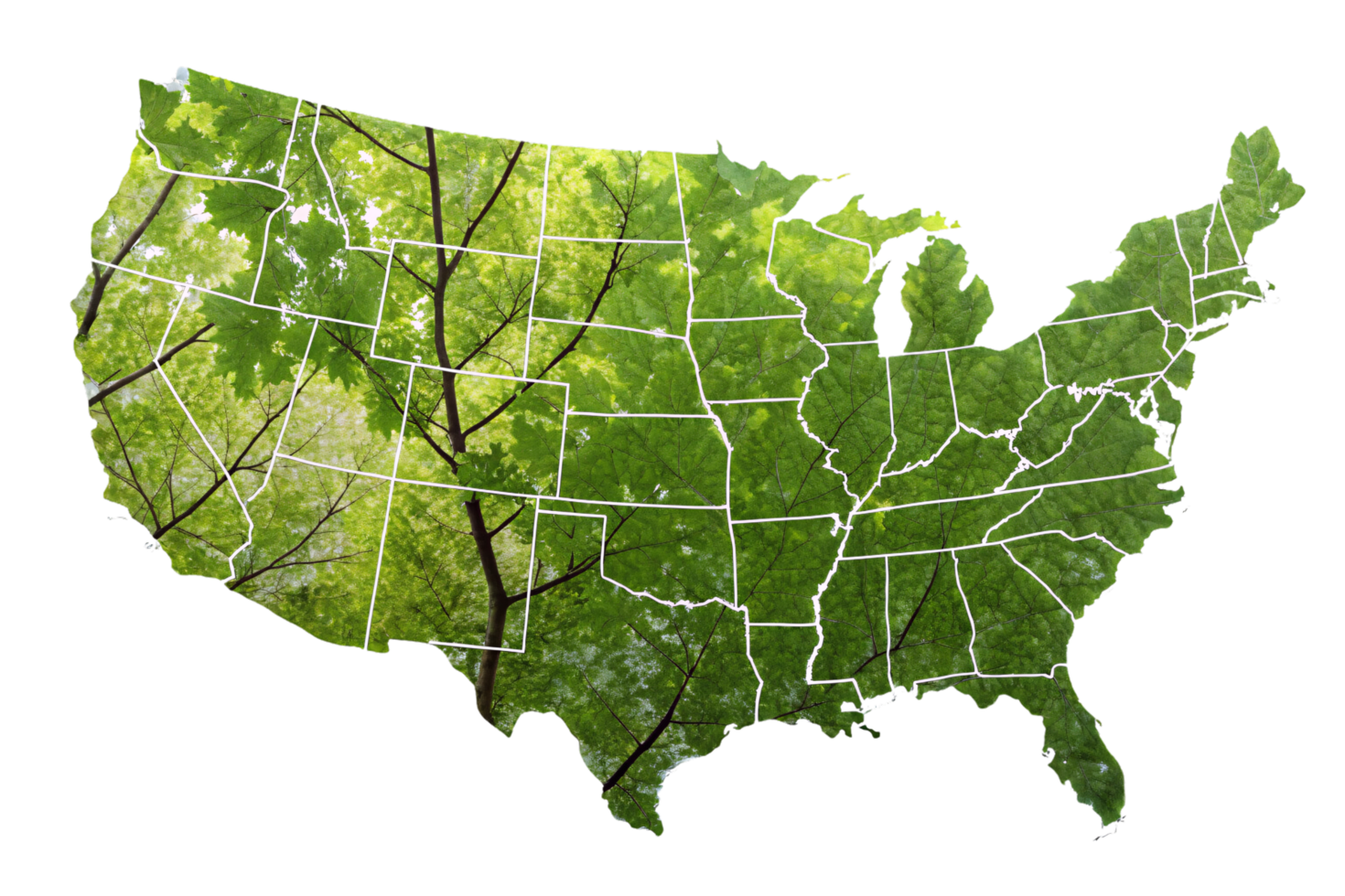 The United States map with vibrant foliage patterns and transparent leaves, blending geography with nature's intricate details png