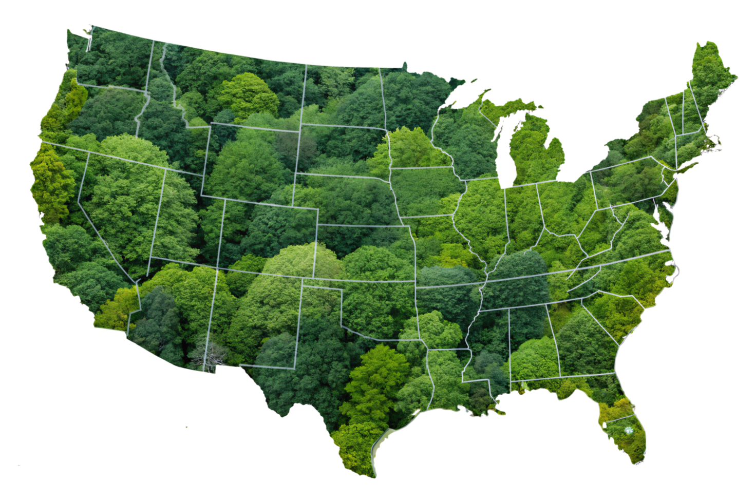 A detailed U.S. map with green forests overlaying state boundaries, reflecting the nation natural beauty and regional biodiversity png