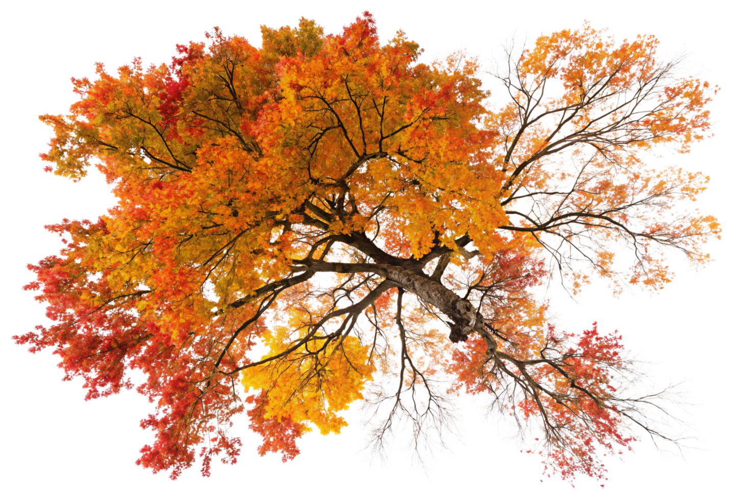A magnificent tree with vivid fall colors, blending red, orange, and yellow hues, viewed from below for a dramatic perspective png