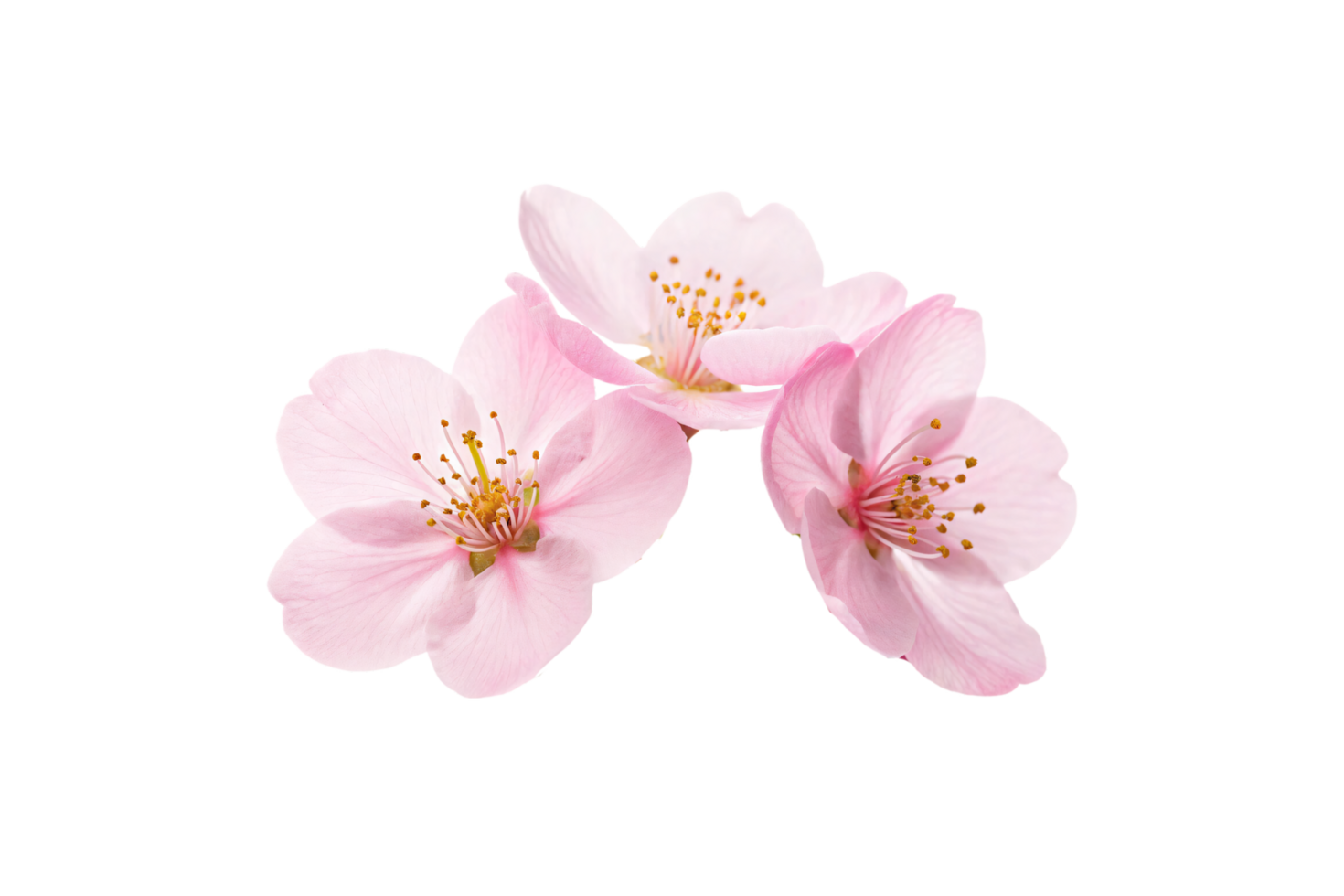 Trio of pink cherry blossoms arranged gracefully, showcasing their intricate details and subtle gradients. A minimalistic celebration of springtime png