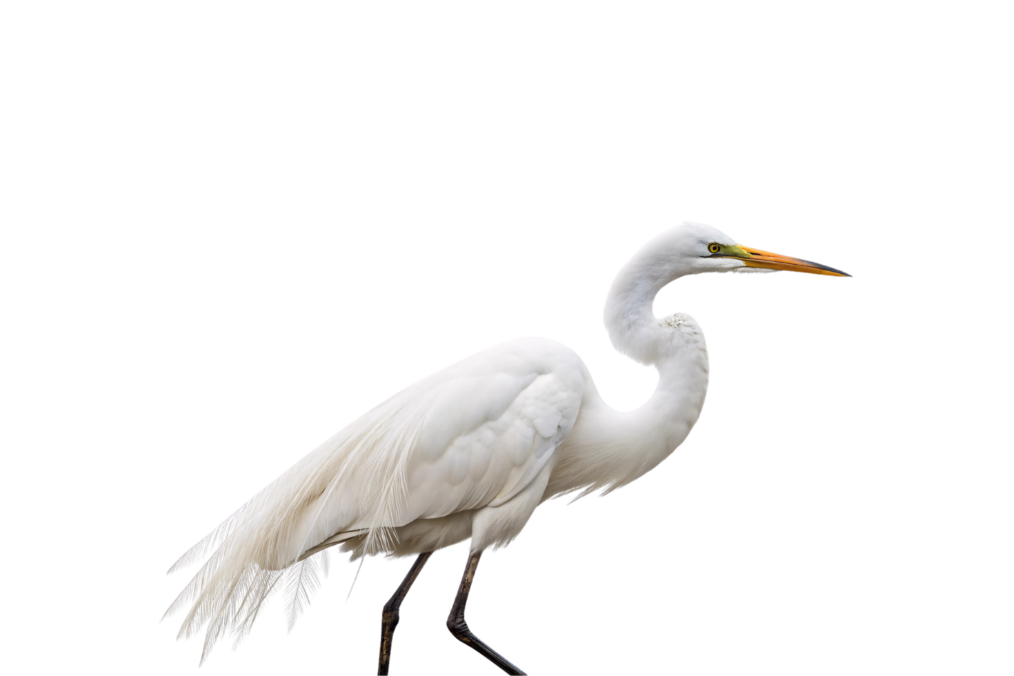 A regal white heron with a long neck and sharp yellow beak, standing gracefully, exuding beauty and natural elegance png