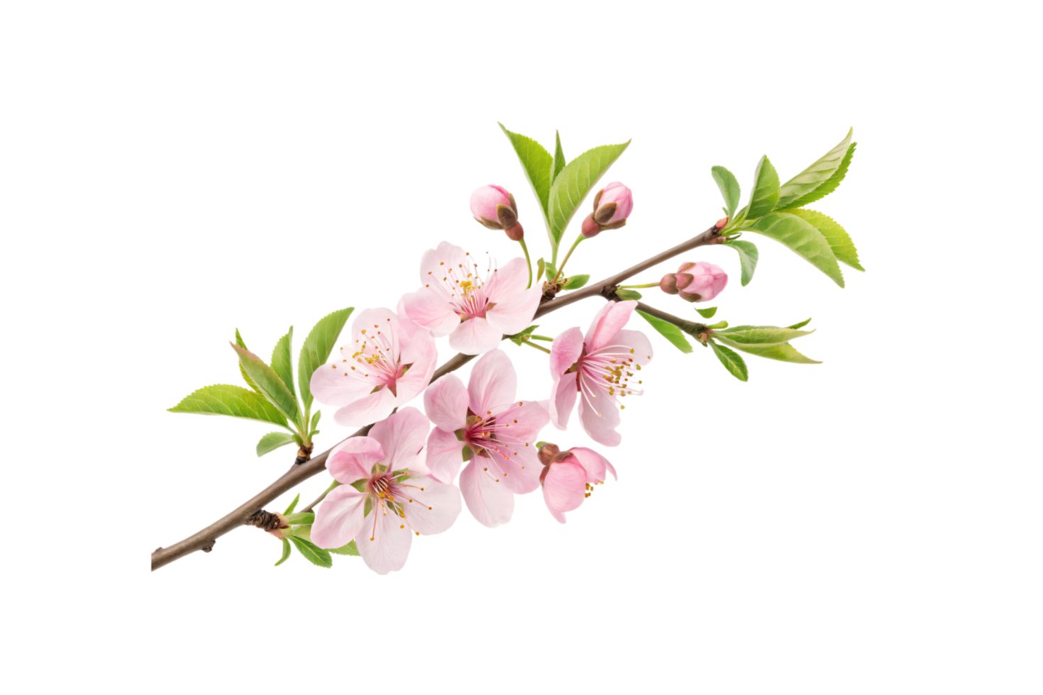 A delicate branch adorned with light pink blossoms and vibrant green leaves, radiating freshness and the essence of springtime png