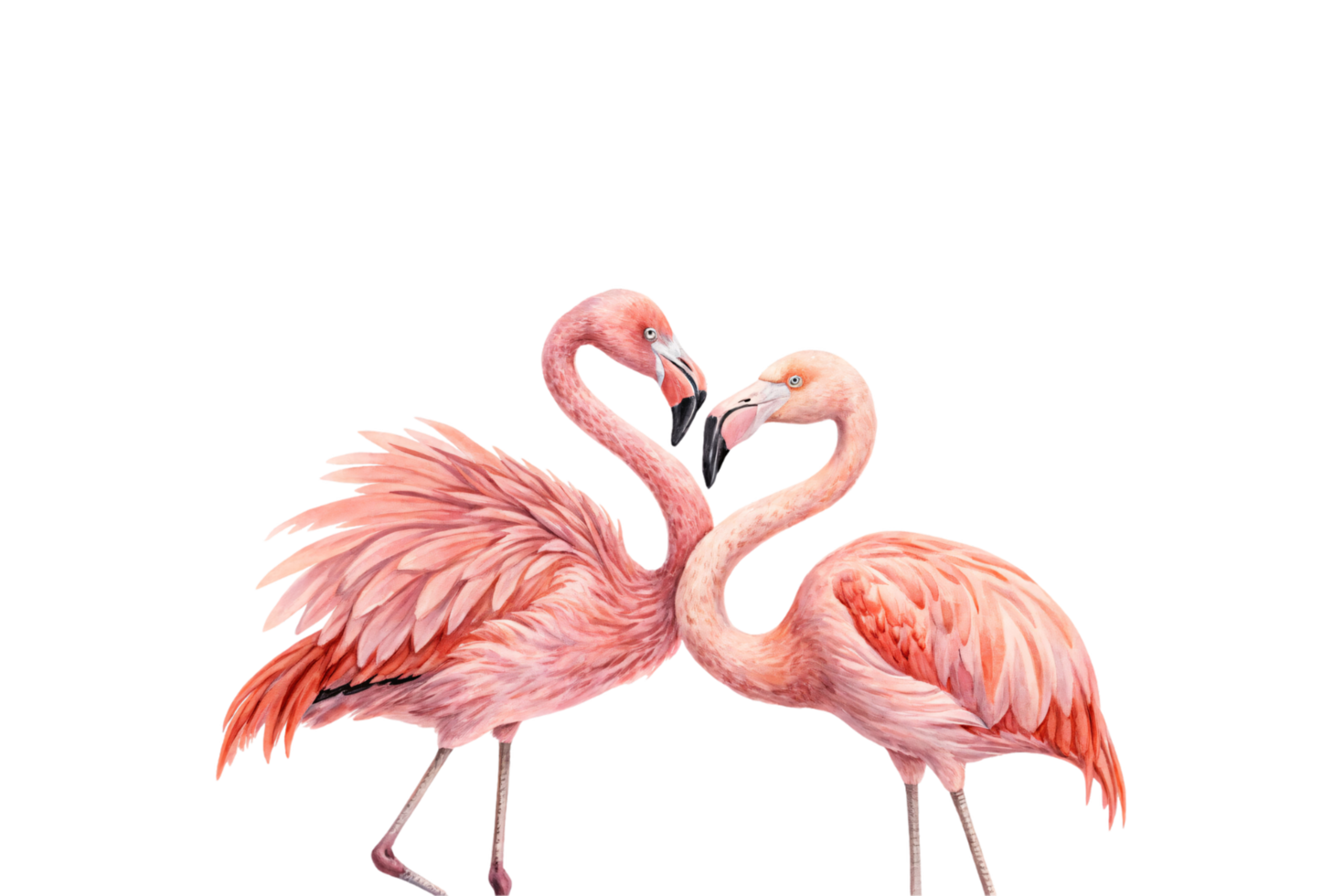 Two flamingos with vibrant pink feathers stand gracefully, their necks forming a subtle heart shape. Romantic and serene representation of nature png