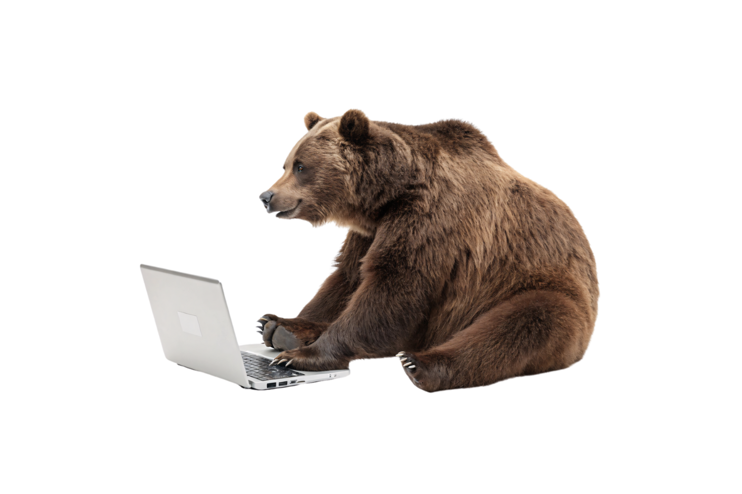 The bear shifts slightly, engrossed in the laptop screen, creating a playful juxtaposition of wild nature and modern technology. A curious and quirky pose png
