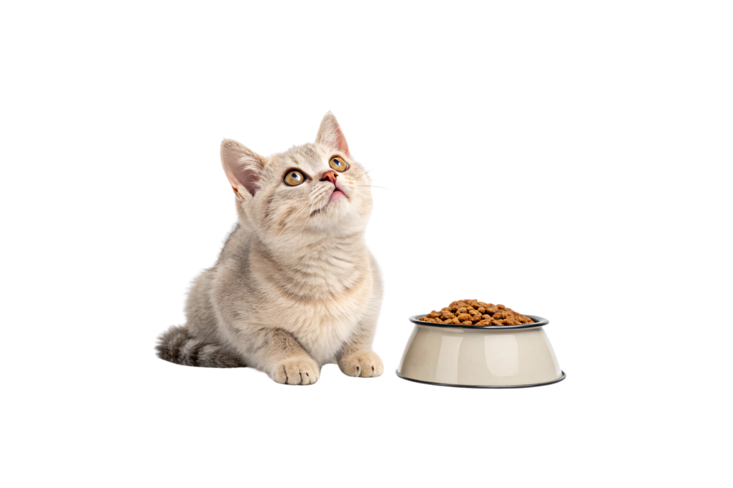 A light-colored kitten stares upward while sitting near a bowl of kibble, exuding charm against a neutral, minimalistic setting png