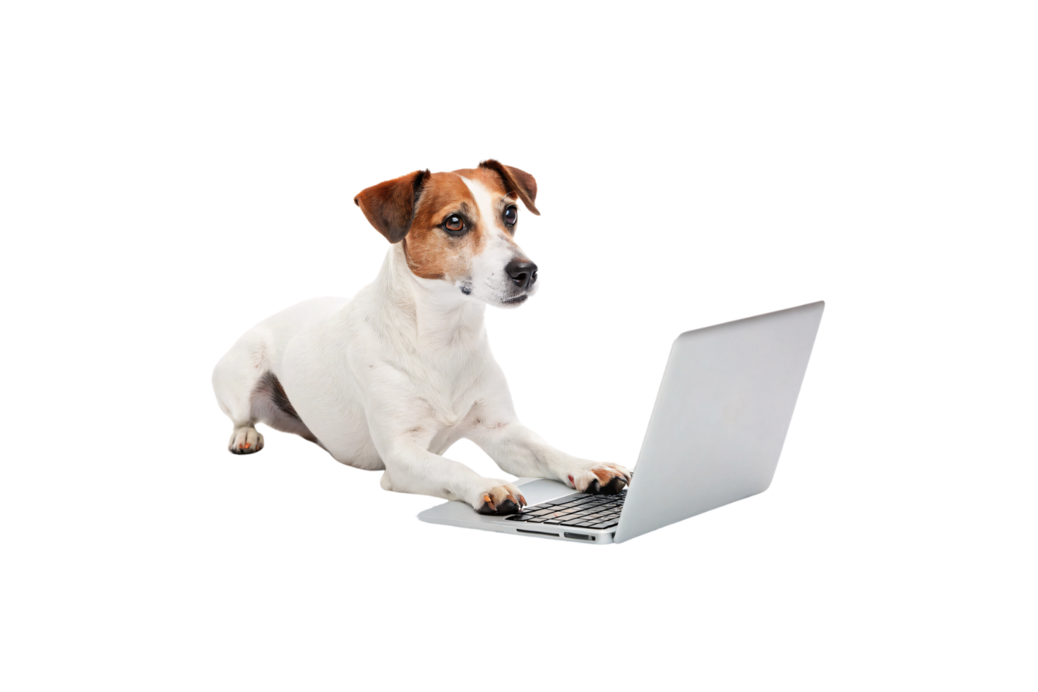 A curious dog is focused on a laptop, paws on the keyboard, appearing as though it's exploring or working on something interesting png