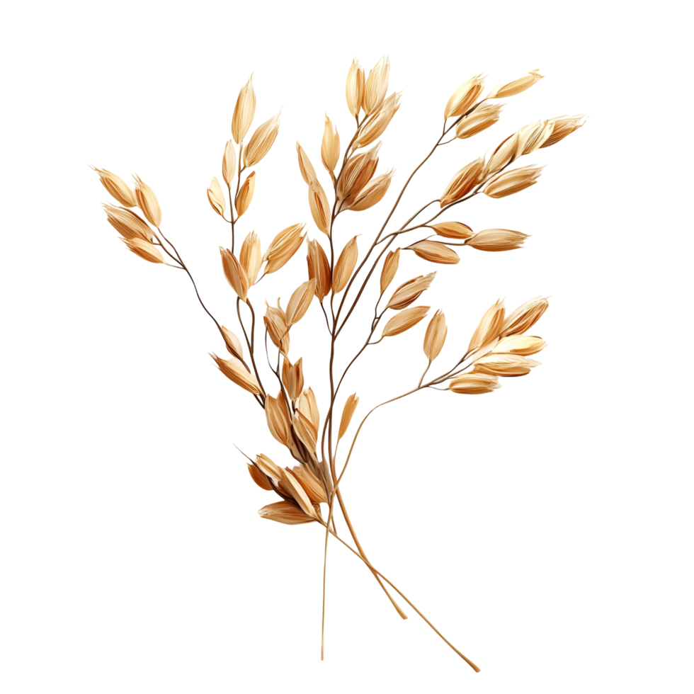Rustic Wheat Stems Transparent Background png
