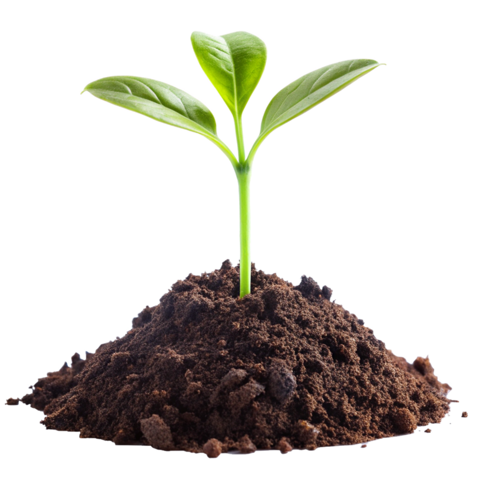 Plant Growing in Soil png