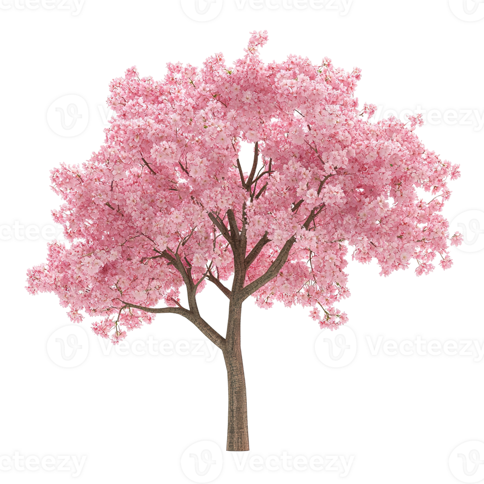 A beautiful vibrant pink flowering tree isolated on transparent background png
