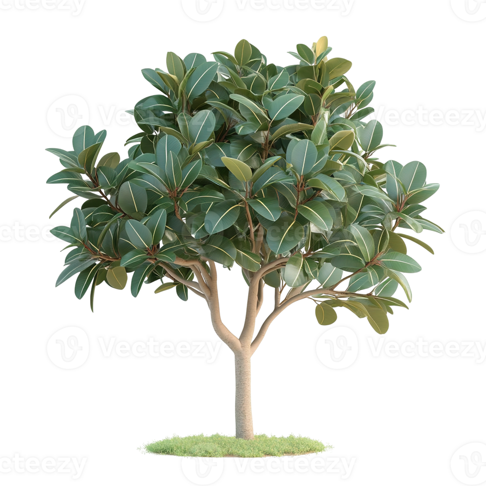 A lush green tree with full branches and rounded leaves png