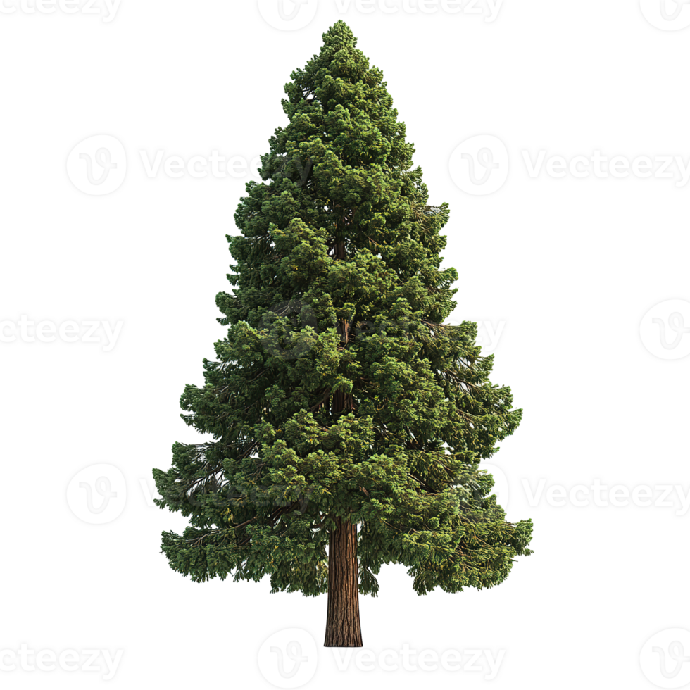 A tall evergreen coniferous tree isolated against a textured background png