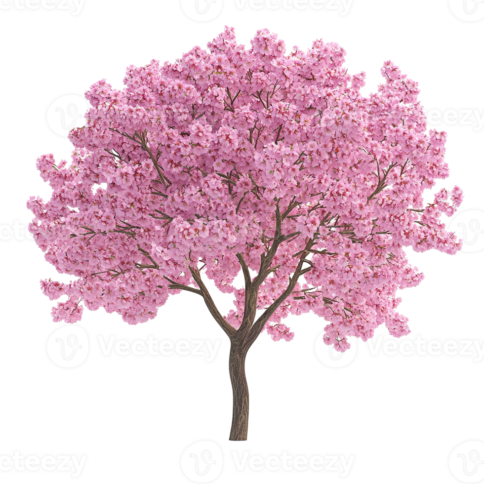 A flowering tree with pink blossoms isolated on transparent background png