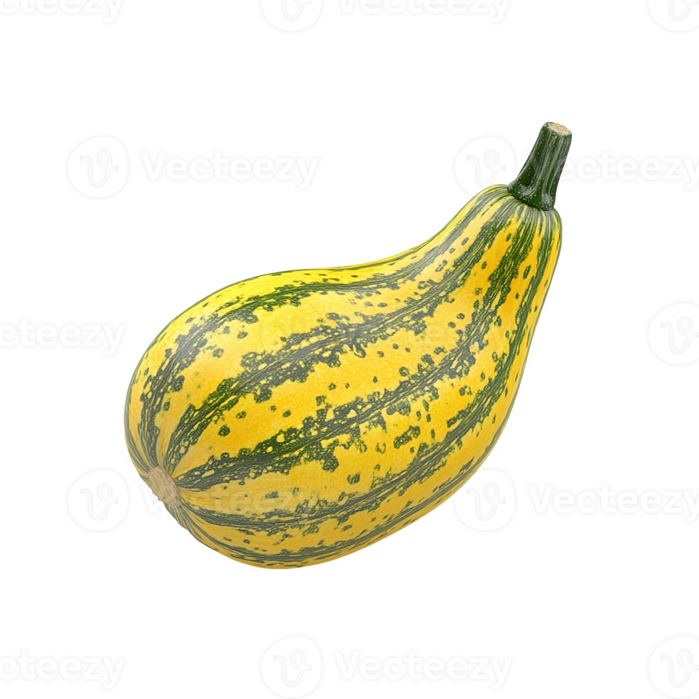 A single squash displays interesting colors against a dark background png