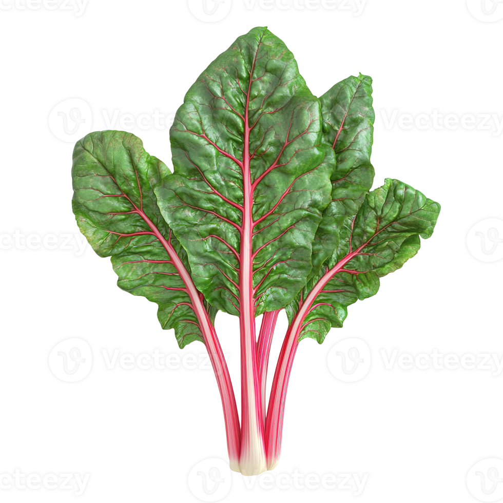 Freshly harvested leafy greens with vibrant red stems and veins png