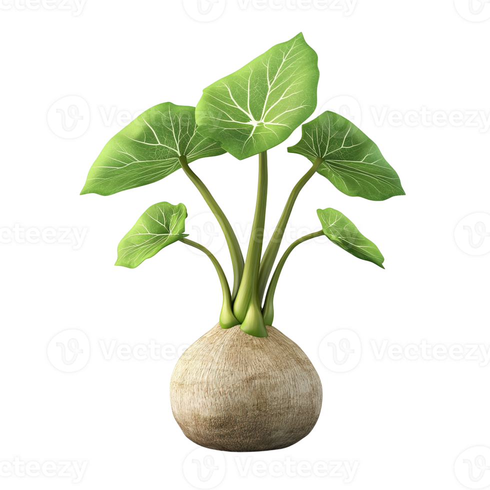 A digitally rendered plant with large green leaves and bulbous base png