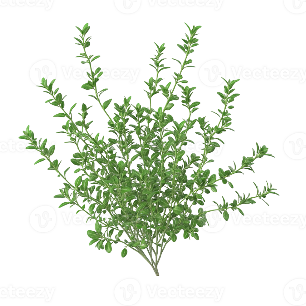 A detailed overhead view of a small green plant bush png