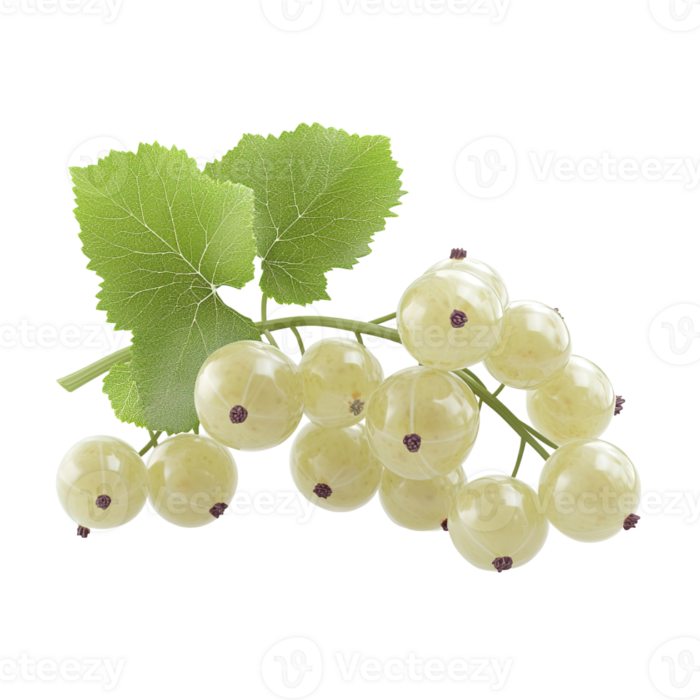 A close up picture of a white currant bunch with leaves png