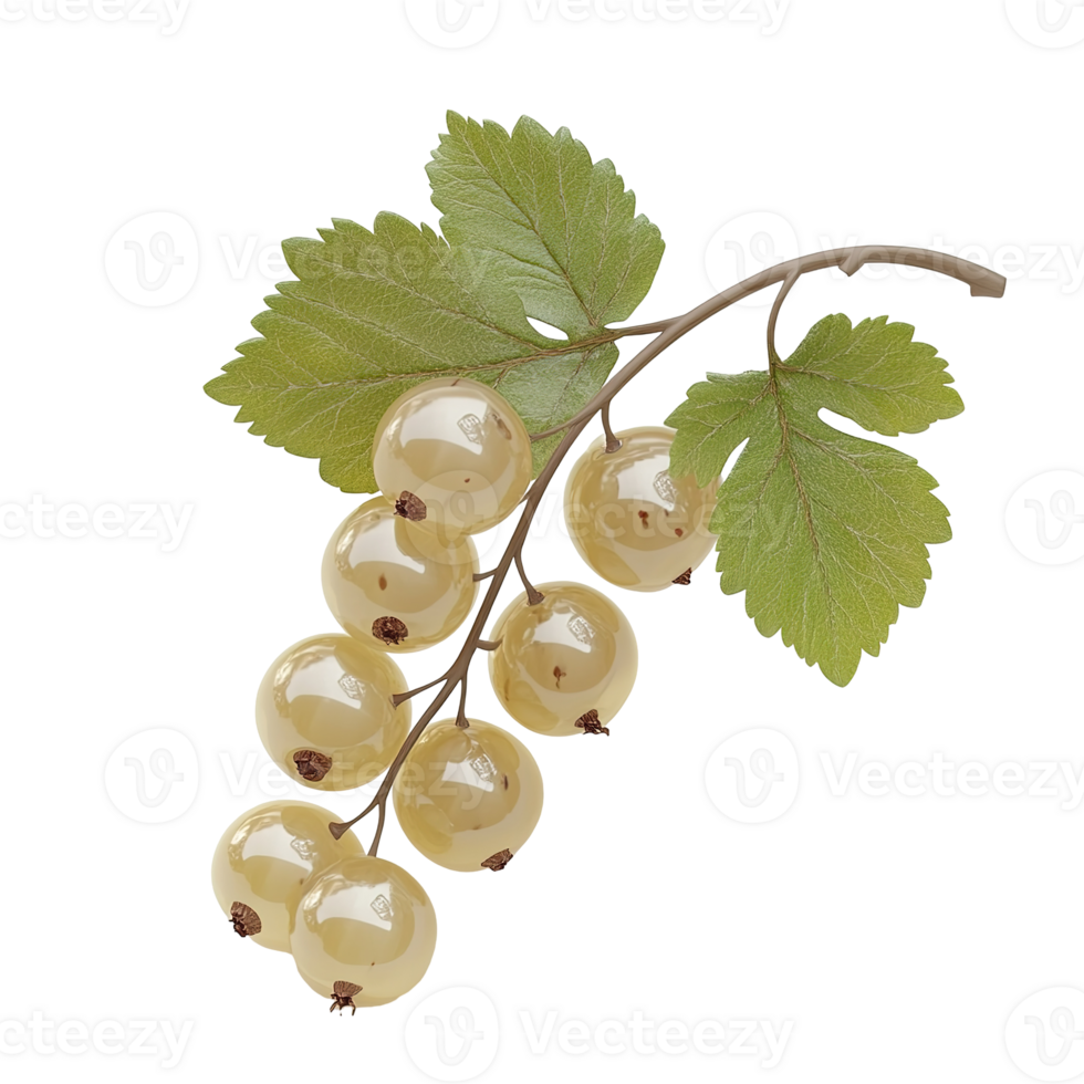 A cluster of ripe white berries hangs from a branch with leaves png