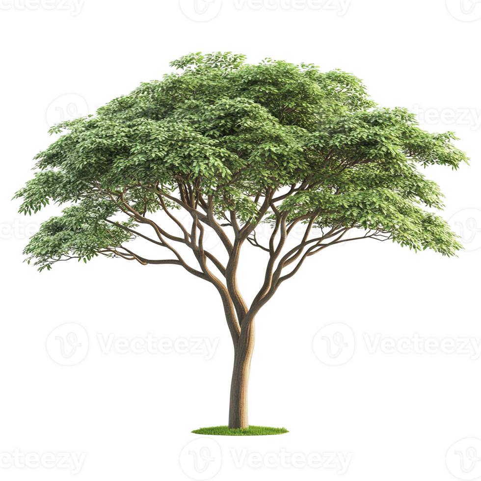 An isolated image of a large green leafy tree isolated on transparent background png