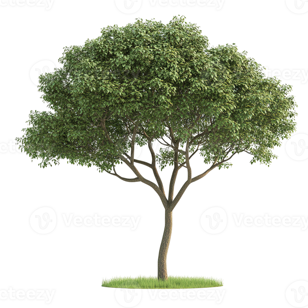 A single deciduous tree covered in green leafy foliage png