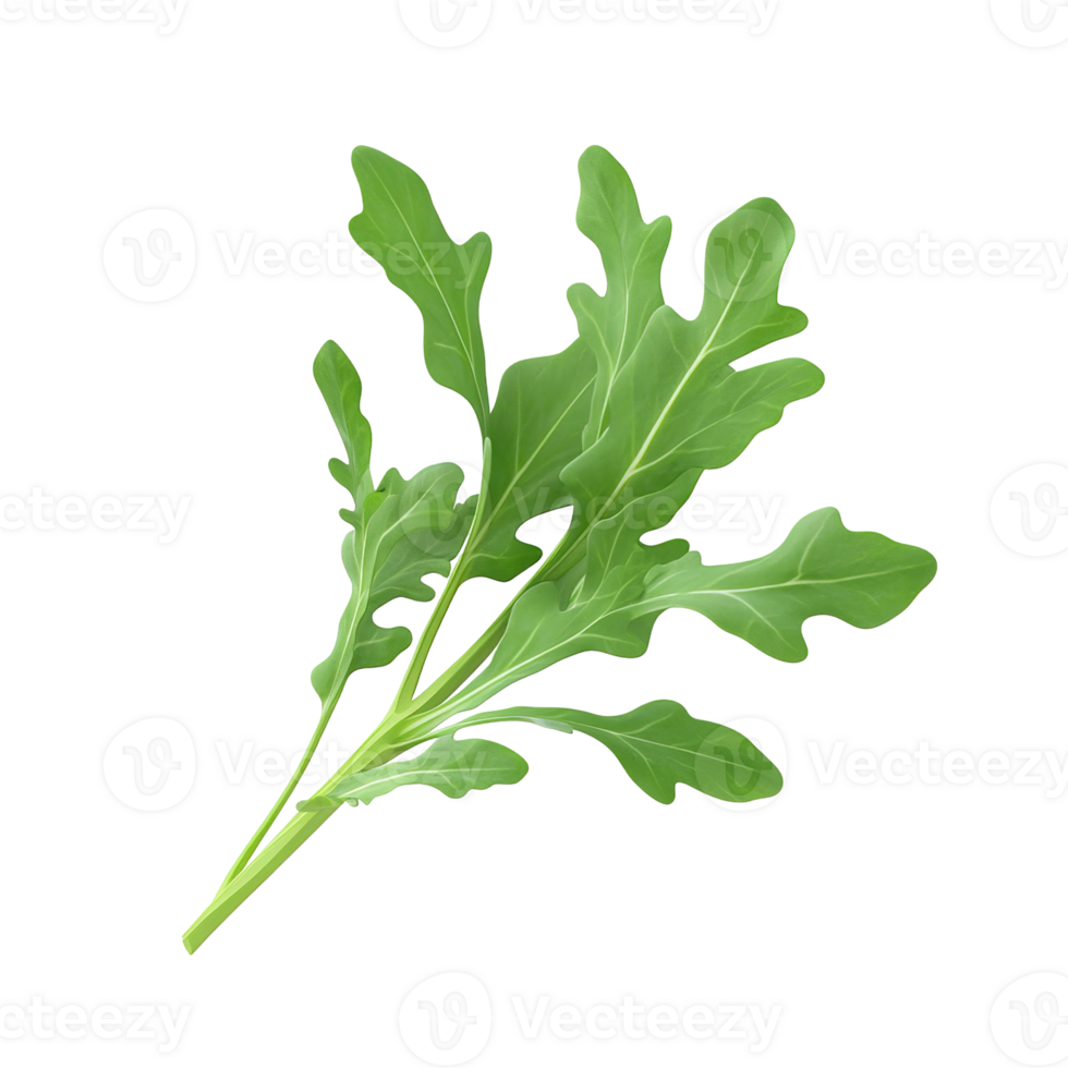 A single leafy green arugula sprig photographed isolated on transparent background png
