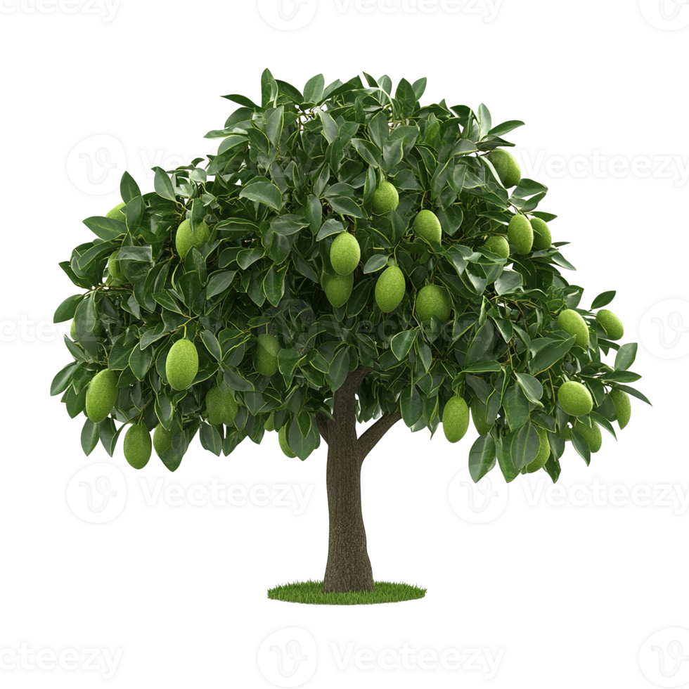 A small tree with many green fruits hanging from branches png