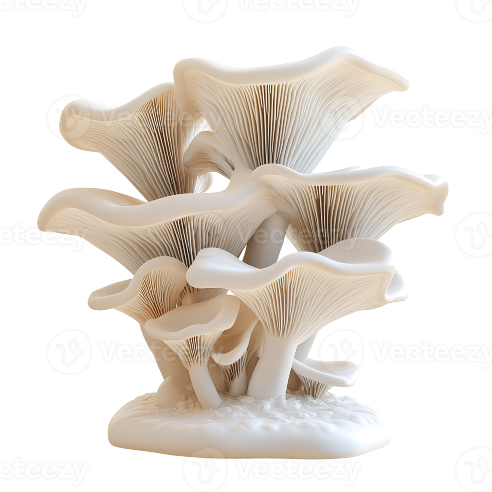 Cluster of white mushrooms appears organically and naturally grown together png