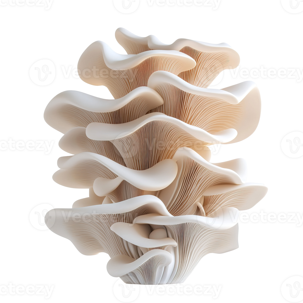 Close up photograph of a group of oyster mushrooms displayed png