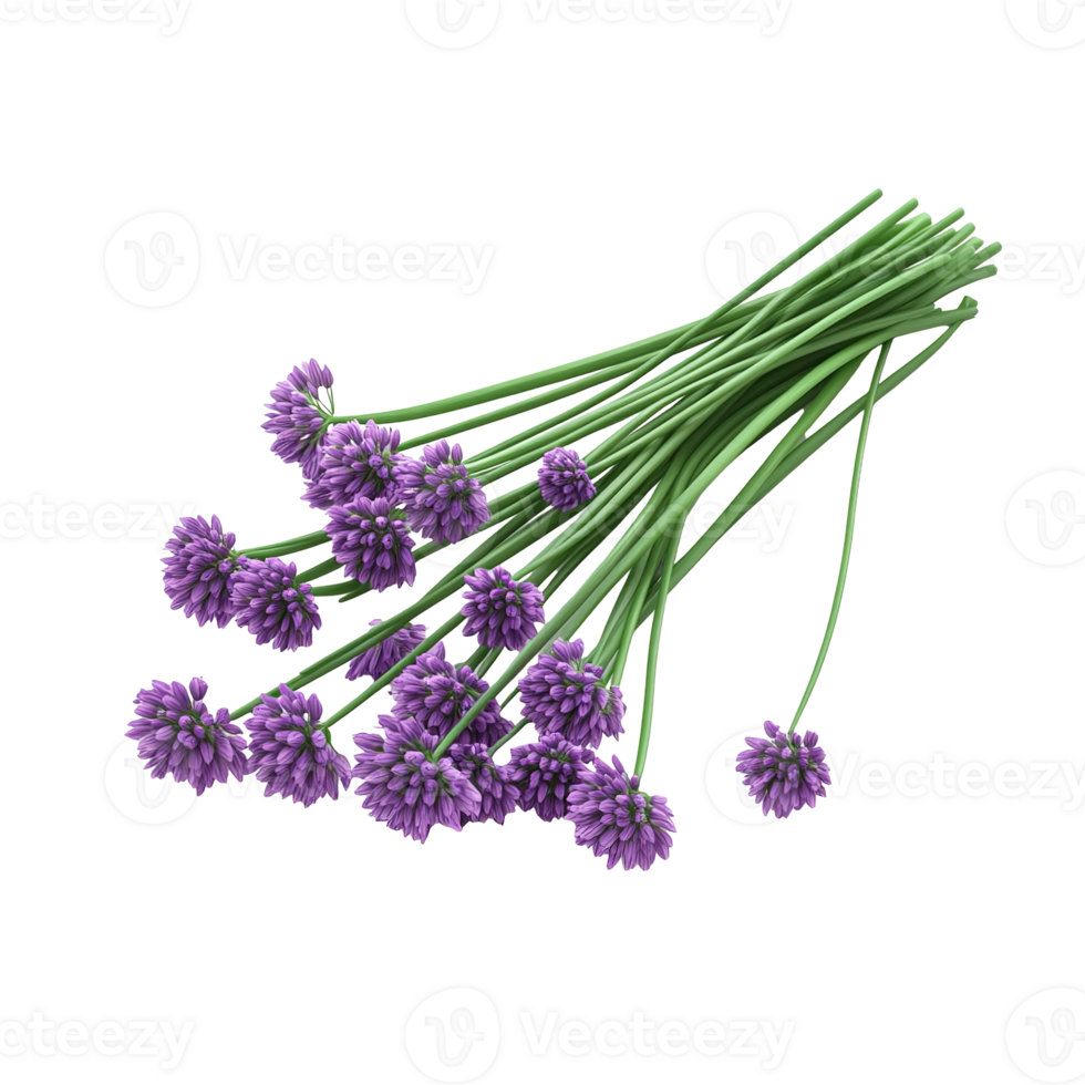 A close up image of purple blooming chives stems isolated on transparent background png