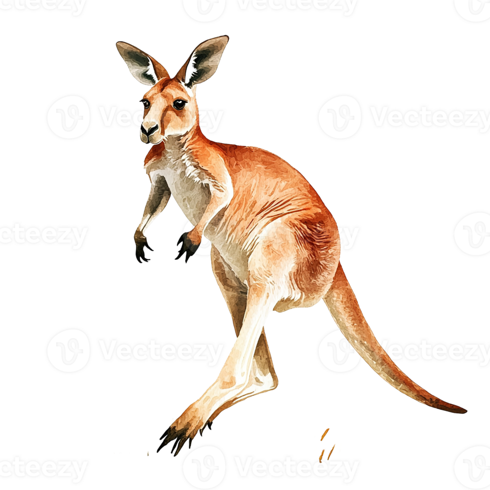 A detailed illustration of a large kangaroo standing upright on hind legs png