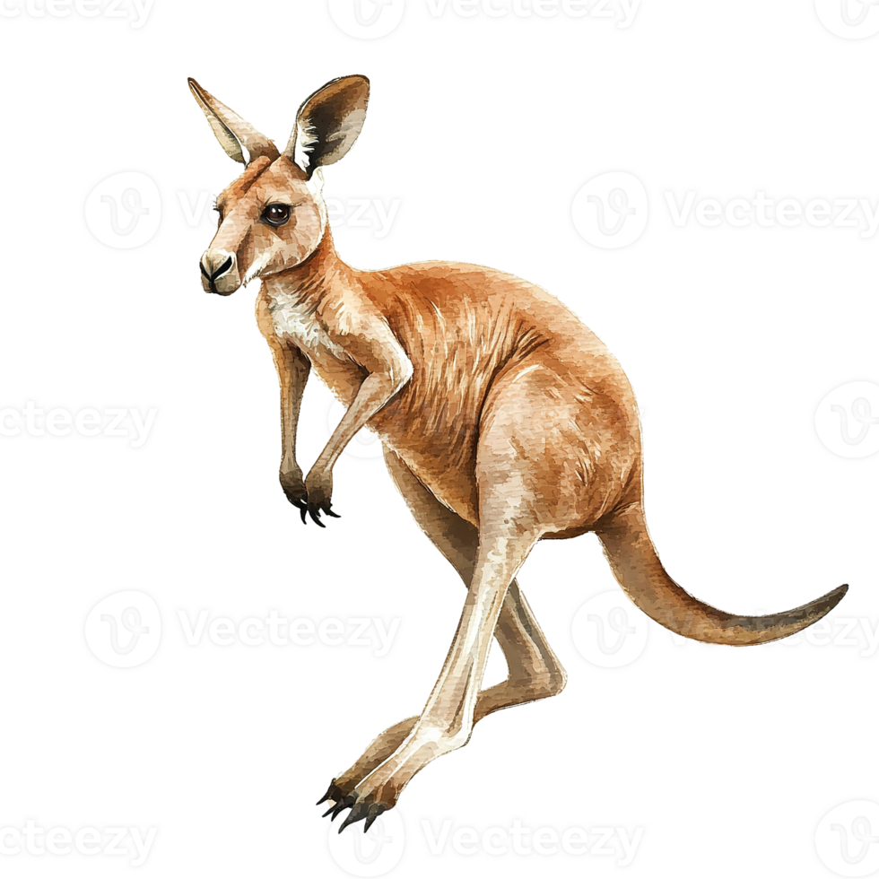An artistic depiction showing a kangaroo standing in an upright posture png