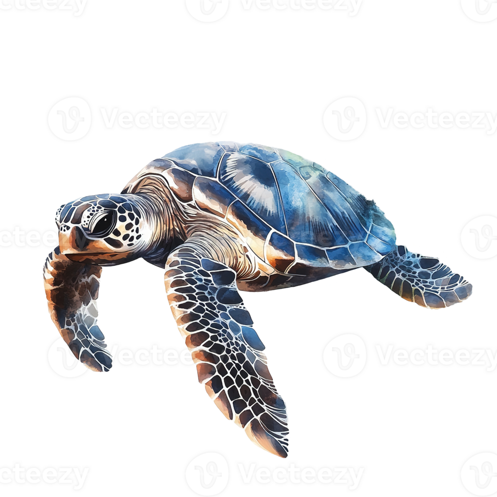 A detailed artistic depiction of a swimming sea turtle png